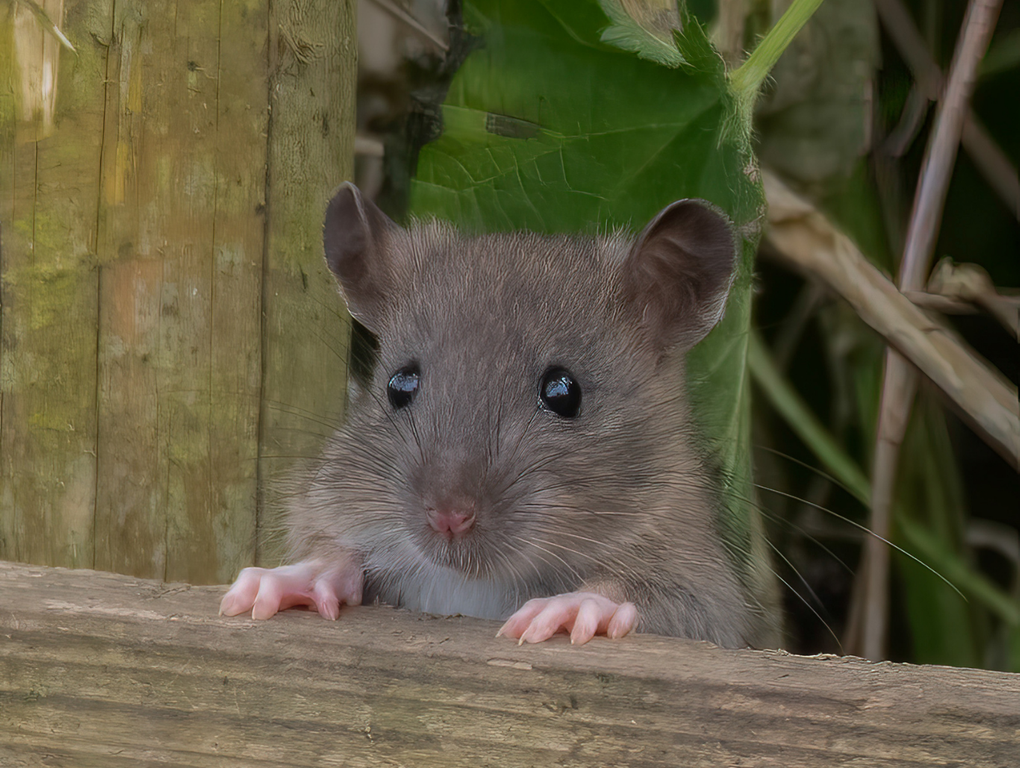rats