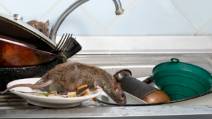 rat cuisine infestation nuisible blog Comment se passe une dératisation