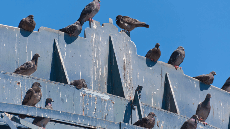 Dépigeonnage à Paris et en Île-de-France