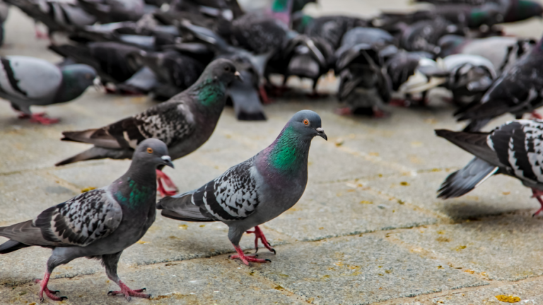 dépigeonnage à herblay-sur-seine 95 intervention rapide